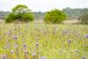 Sizewell C £10m Natural Environment grant Sizewell C £10m Natural Environment grant